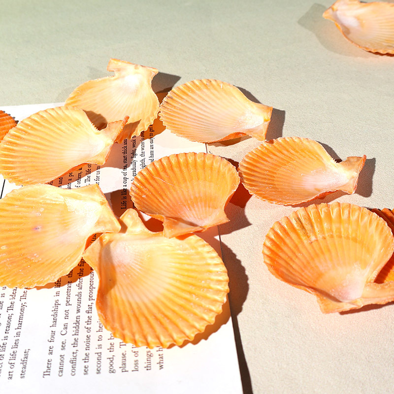 Best Yellow scallop shell fish - огляд і ціна Marine Fish Tank